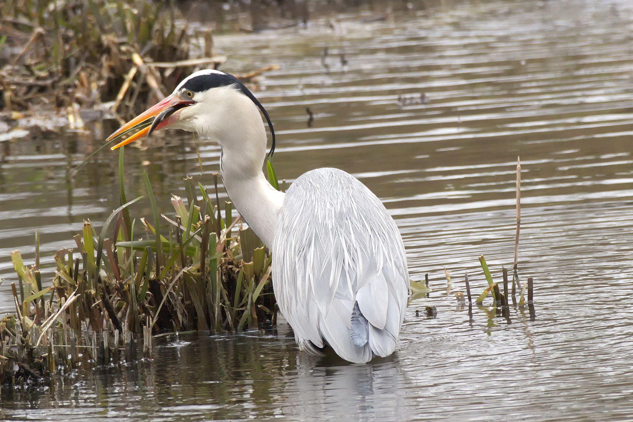 Canon EOS M10 + Canon EF-M 55-200mm F4.5-6.3 IS STM sample photo. Heron get a fish photography