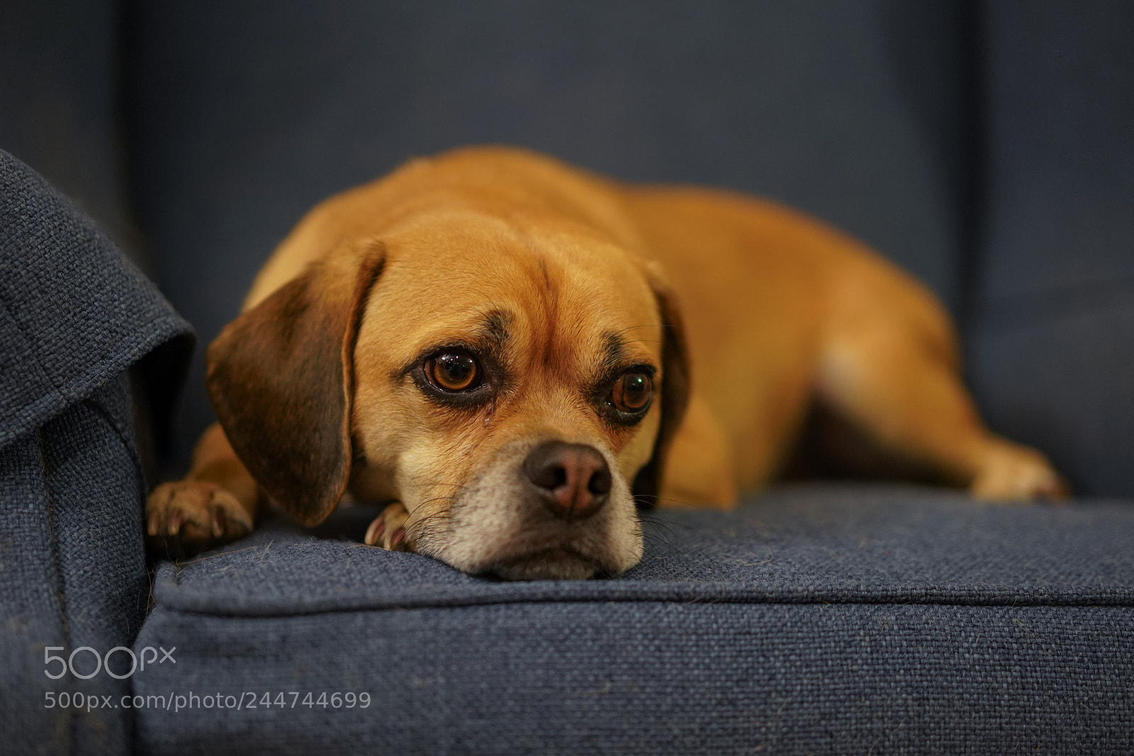 Sony a7R III sample photo. Watson photography