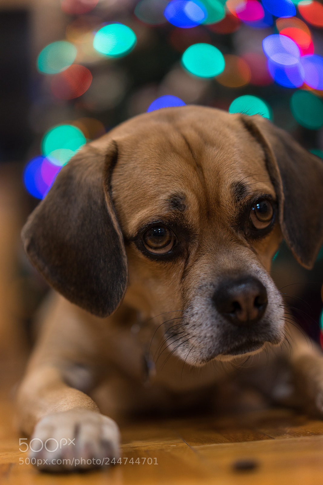 Sony a7R III sample photo. Watson photography