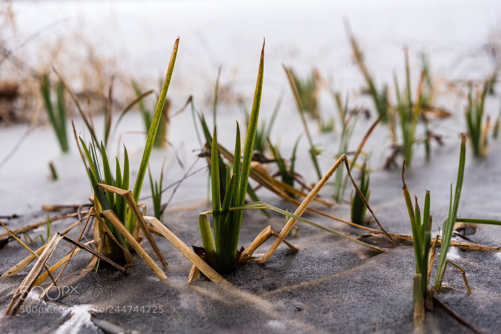 Sony a7R III sample photo. Frozen grass photography