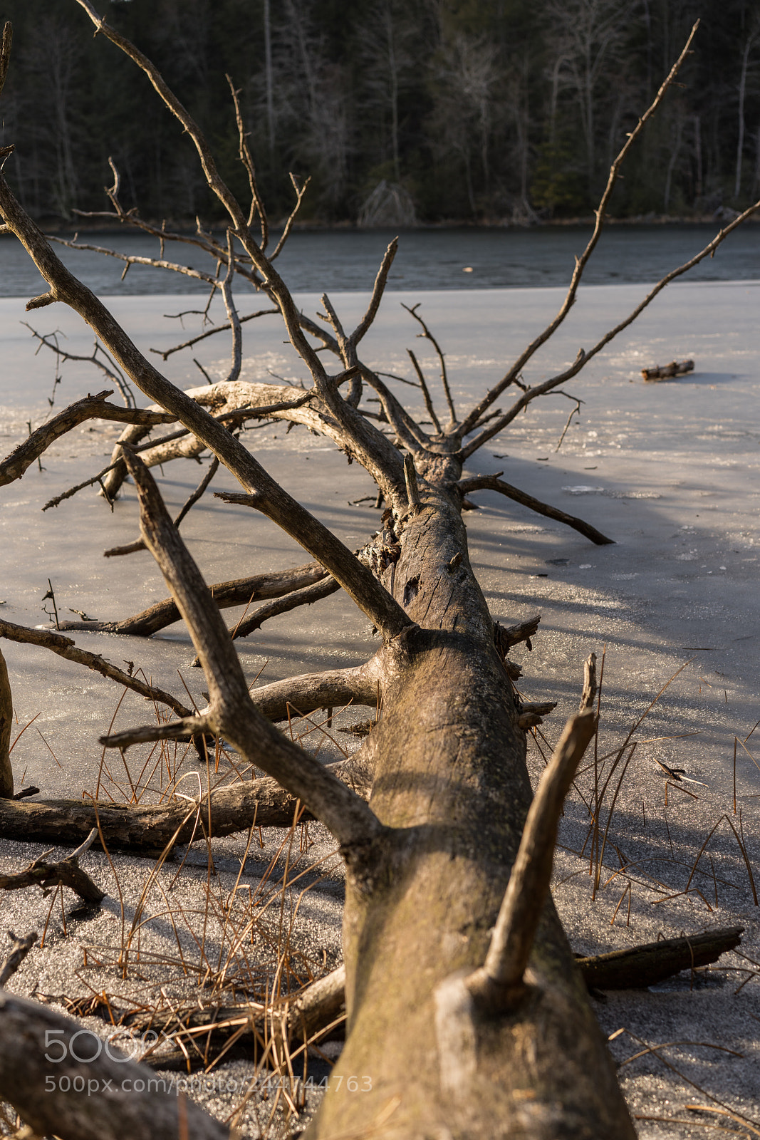 Sony a7R III sample photo. Fallen tree photography