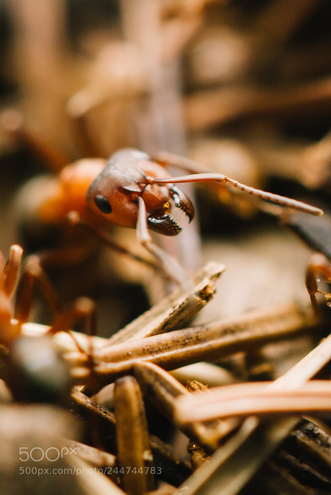 Nikon D80 sample photo. The angry ant photography