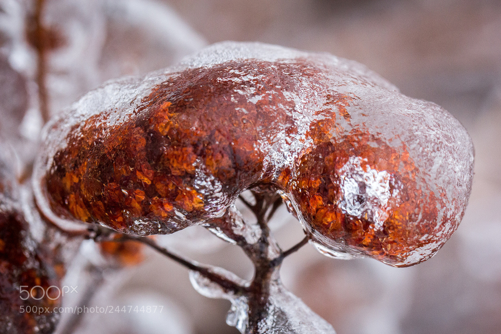 Canon EOS 60D sample photo. Frozen photography