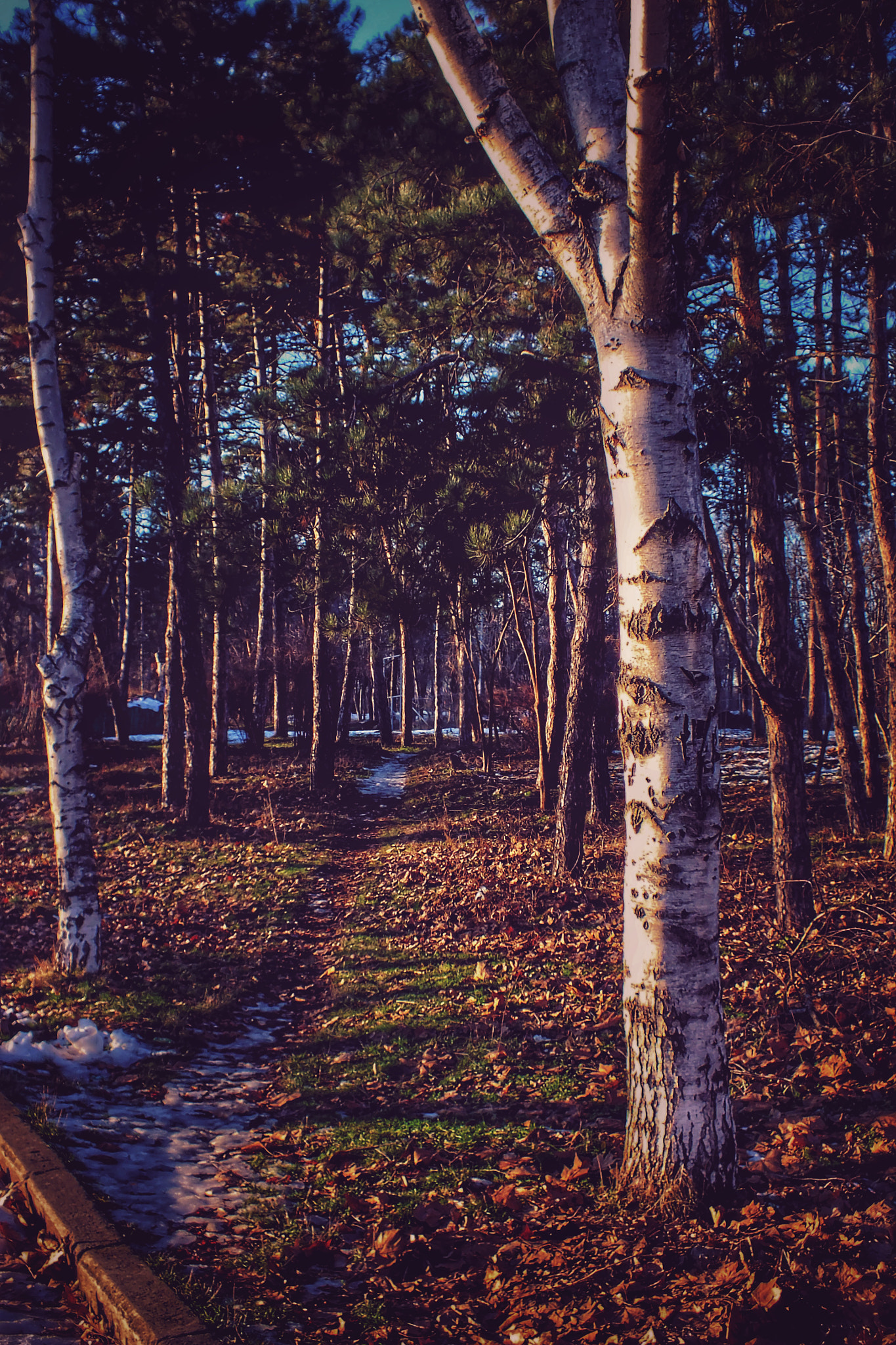 Fujifilm FinePix HS25EXR sample photo. Winter park in chisinau 2018 photography