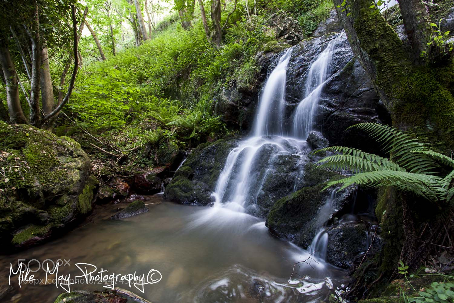 Canon EOS 50D sample photo. "in the forest" photography