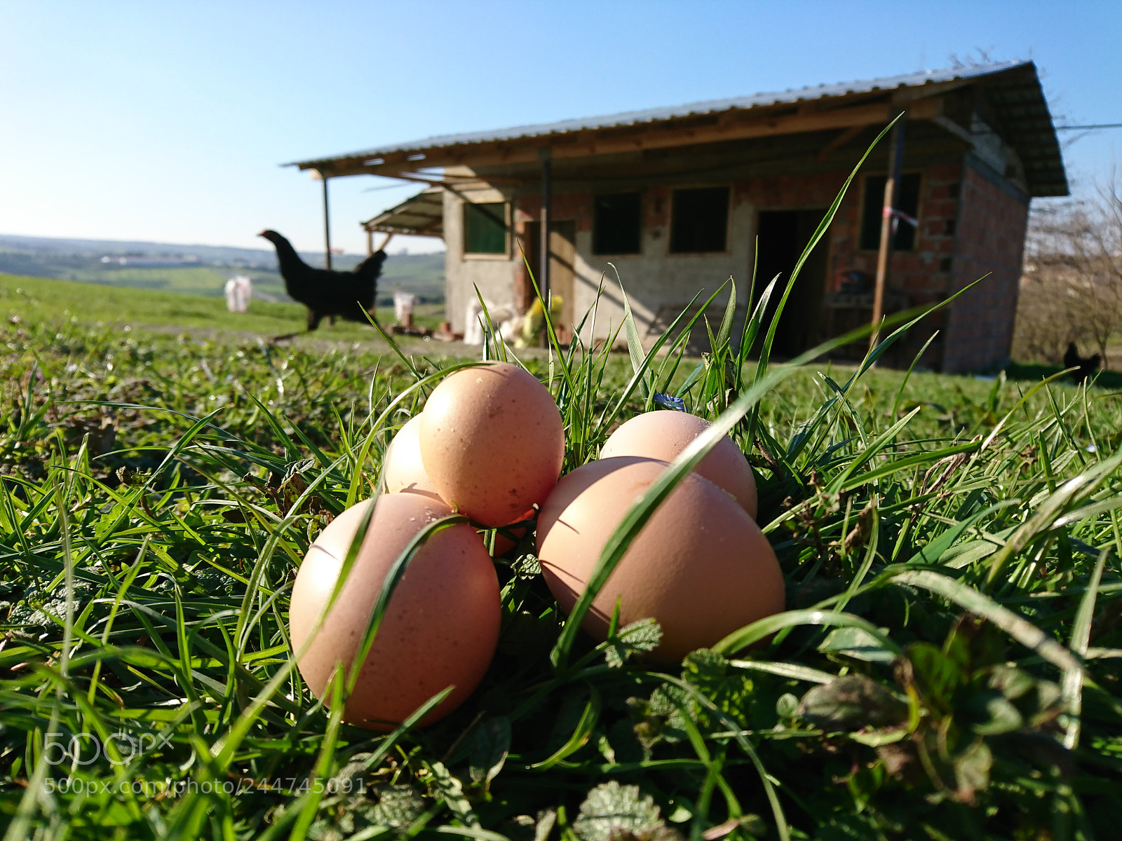 Sony Xperia XZ sample photo. Natural egg photography