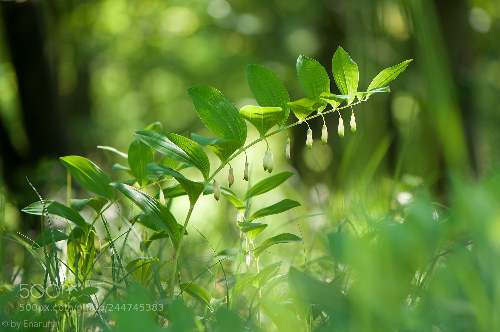 Nikon D300S sample photo. David's-harp photography