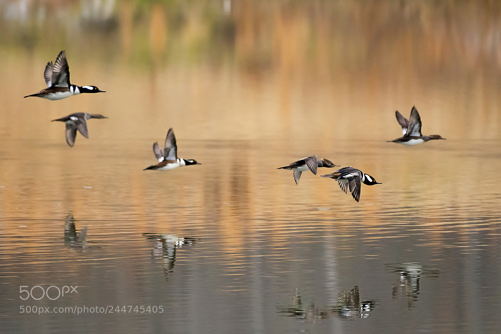 Nikon D500 sample photo. Hooded mergansers photography