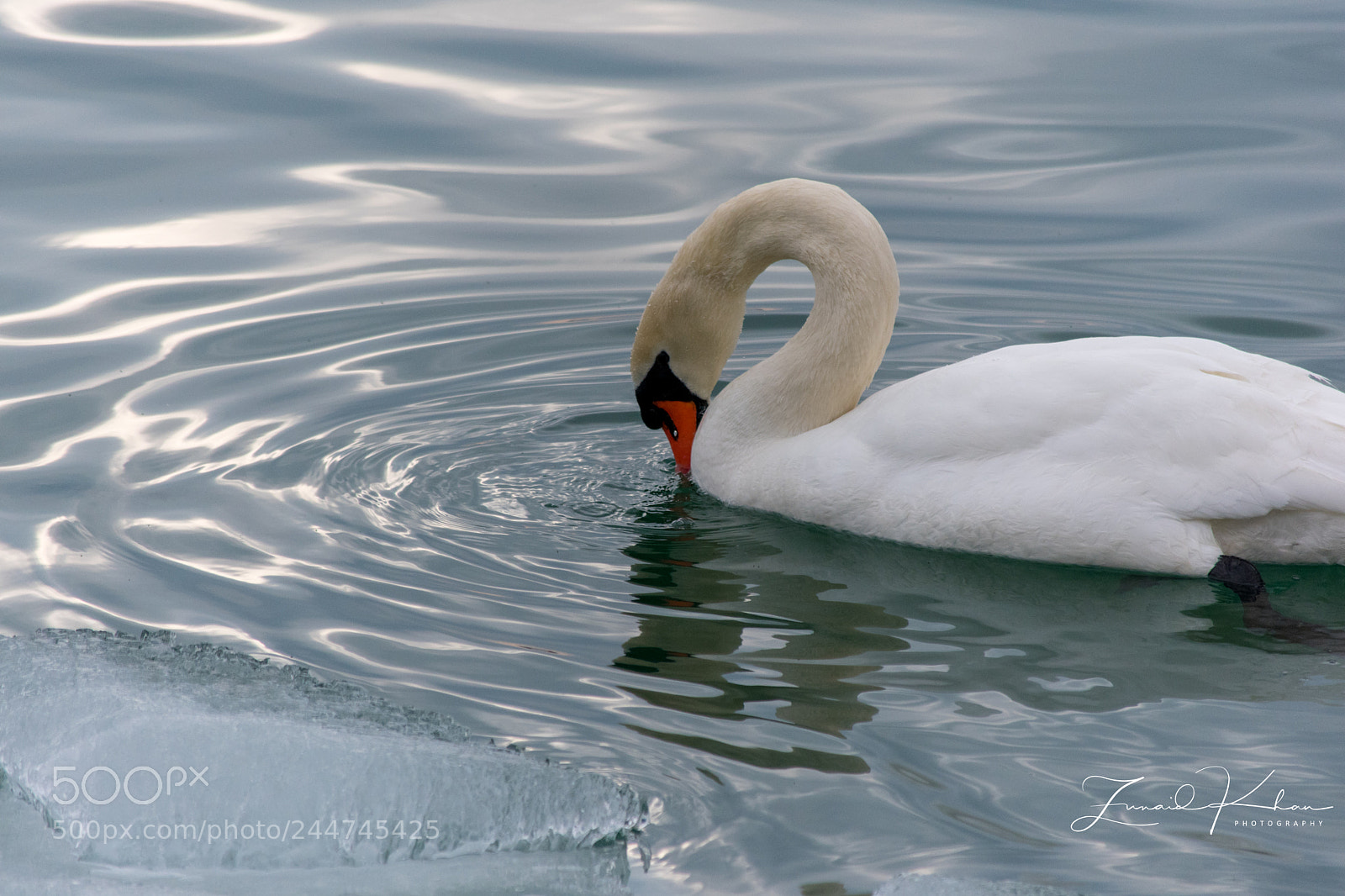 Nikon D3400 sample photo. Exquisite photography