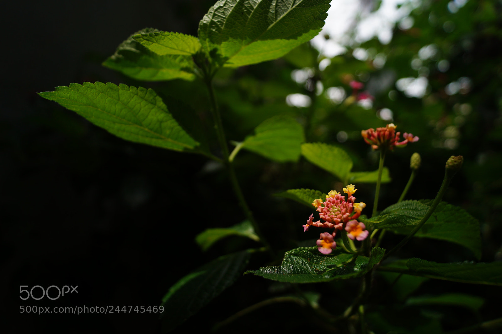 Sony SLT-A37 sample photo. The great nature photography
