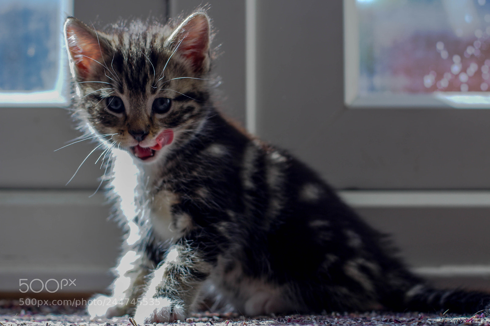 Canon EOS 650D (EOS Rebel T4i / EOS Kiss X6i) sample photo. Kitten '17 photography