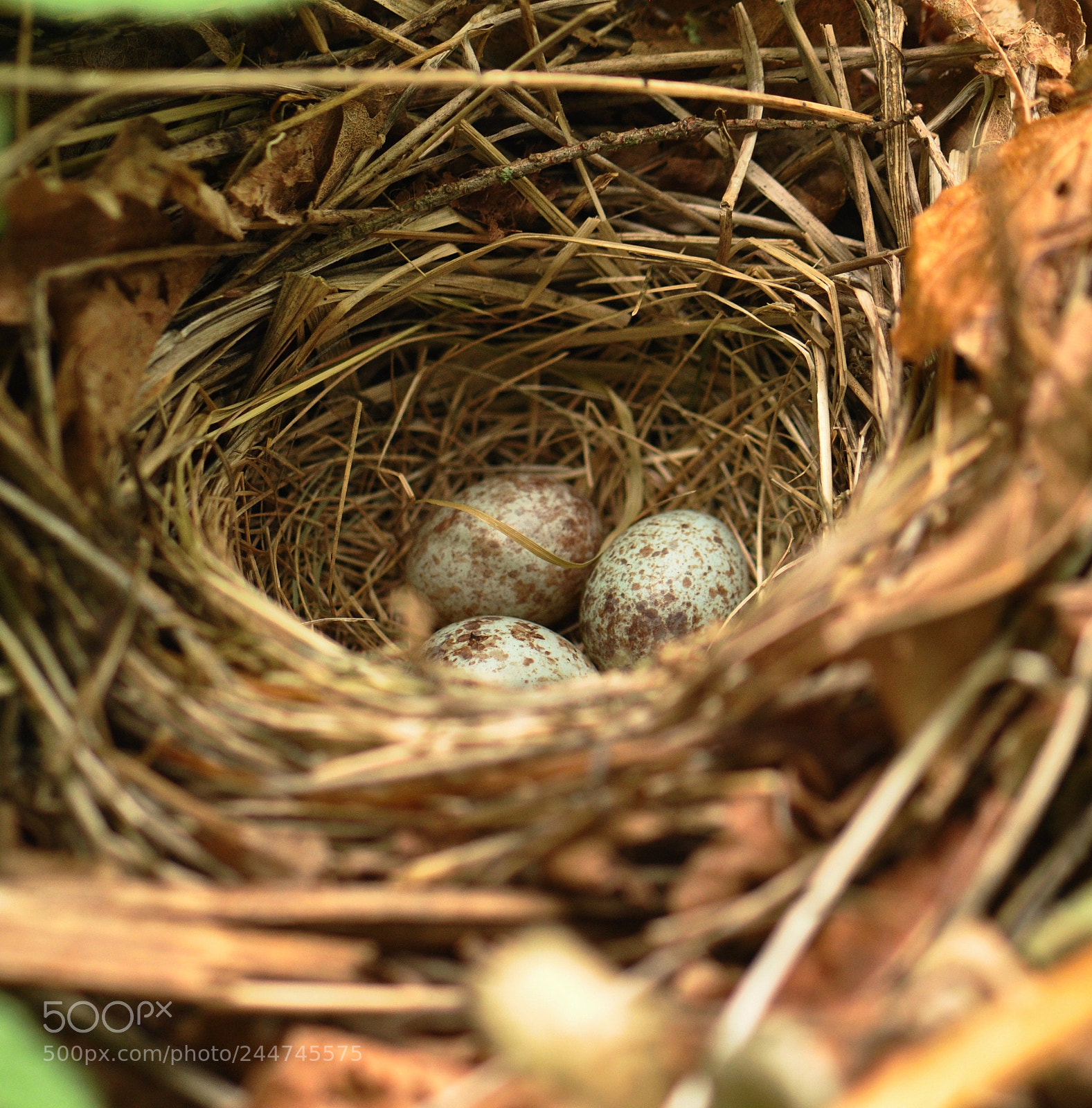 Nikon D90 sample photo. Sparrow eggs photography