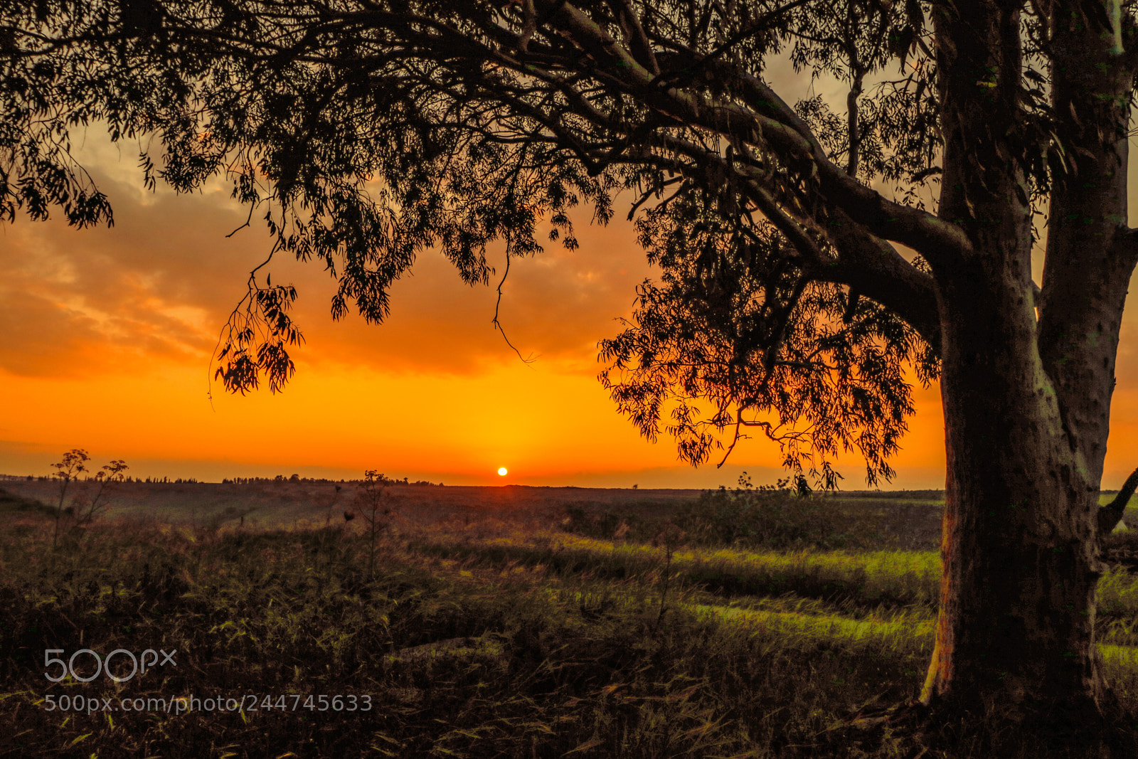 Canon EOS 760D (EOS Rebel T6s / EOS 8000D) sample photo. Sunset in feilds photography