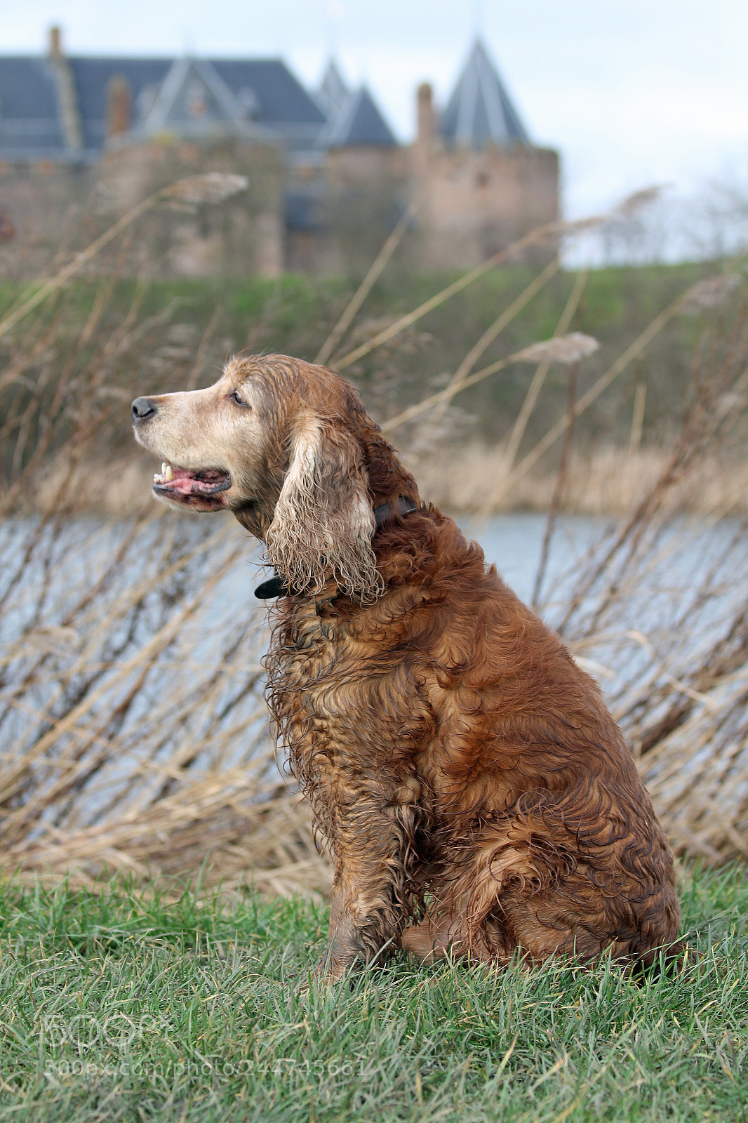 Canon EOS 550D (EOS Rebel T2i / EOS Kiss X4) sample photo. Dog in front of photography