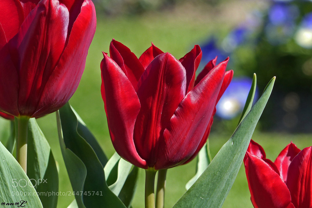 Panasonic Lumix DMC-FZ200 sample photo. Trois tulipes photography