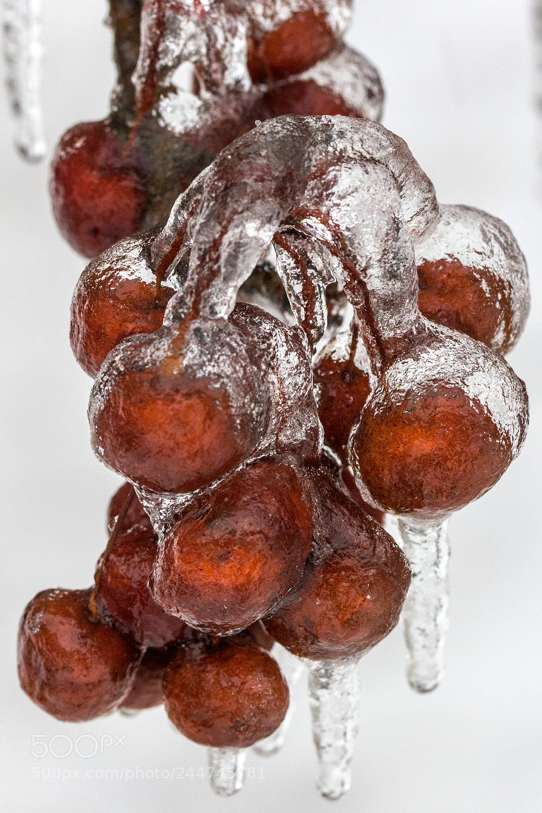Canon EOS 60D sample photo. Frozen photography