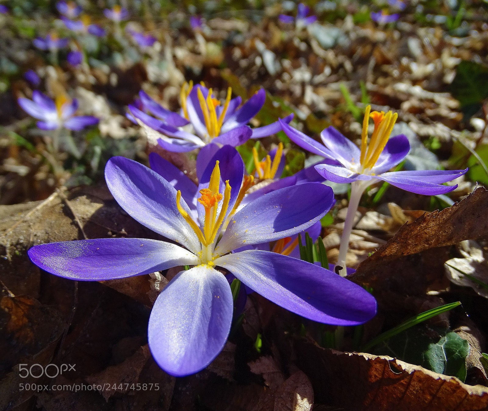Sony Cyber-shot DSC-HX400V sample photo. Crocus photography