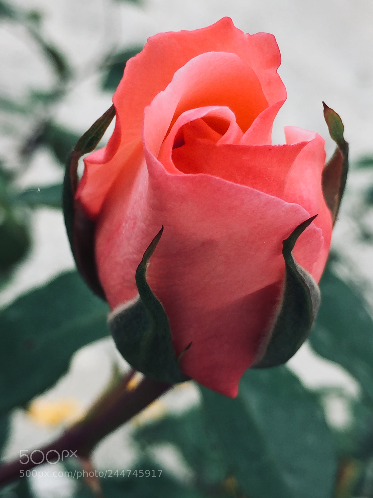 Apple iPhone 6 sample photo. Time brings roses... photography