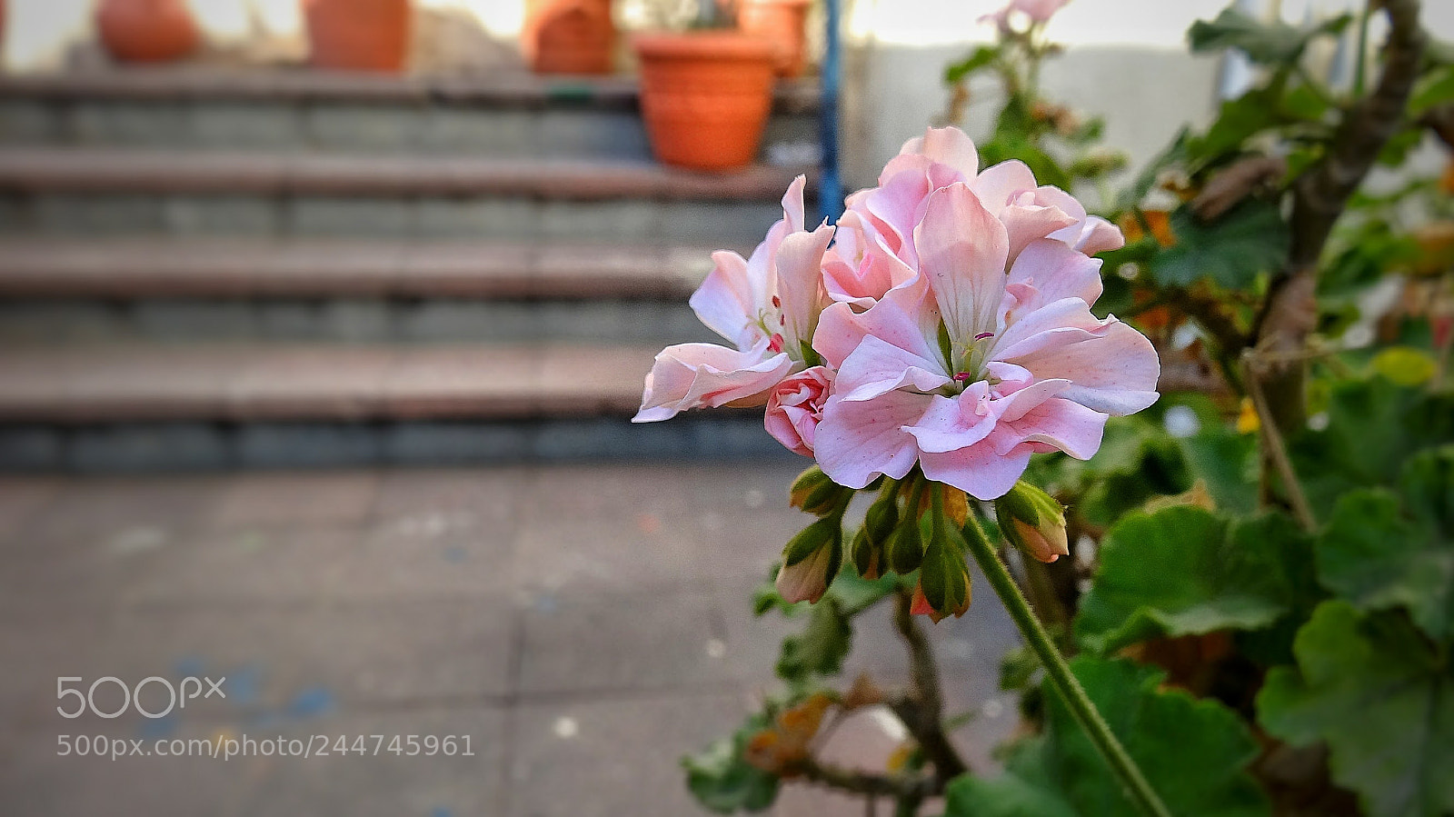 Sony Cyber-shot DSC-HX20V sample photo. Garden photography