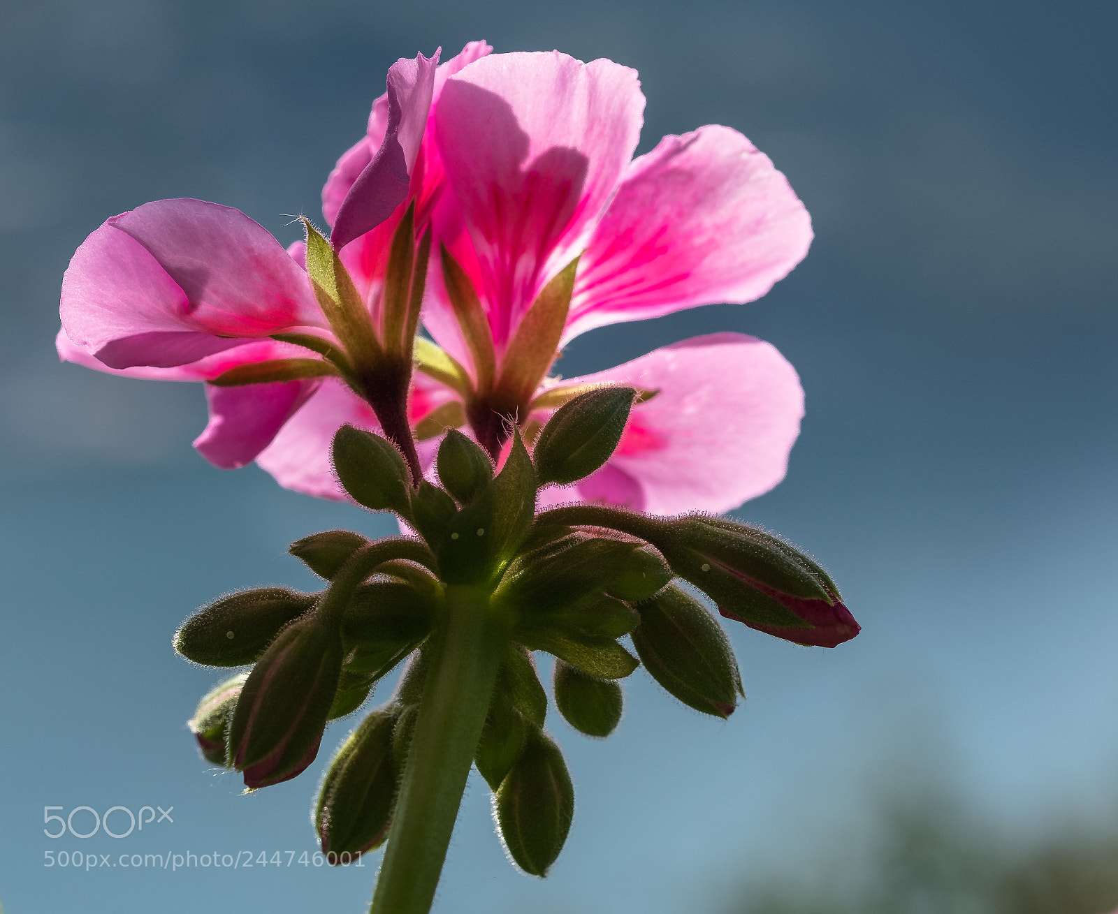 Fujifilm X-T20 sample photo. Flower photography
