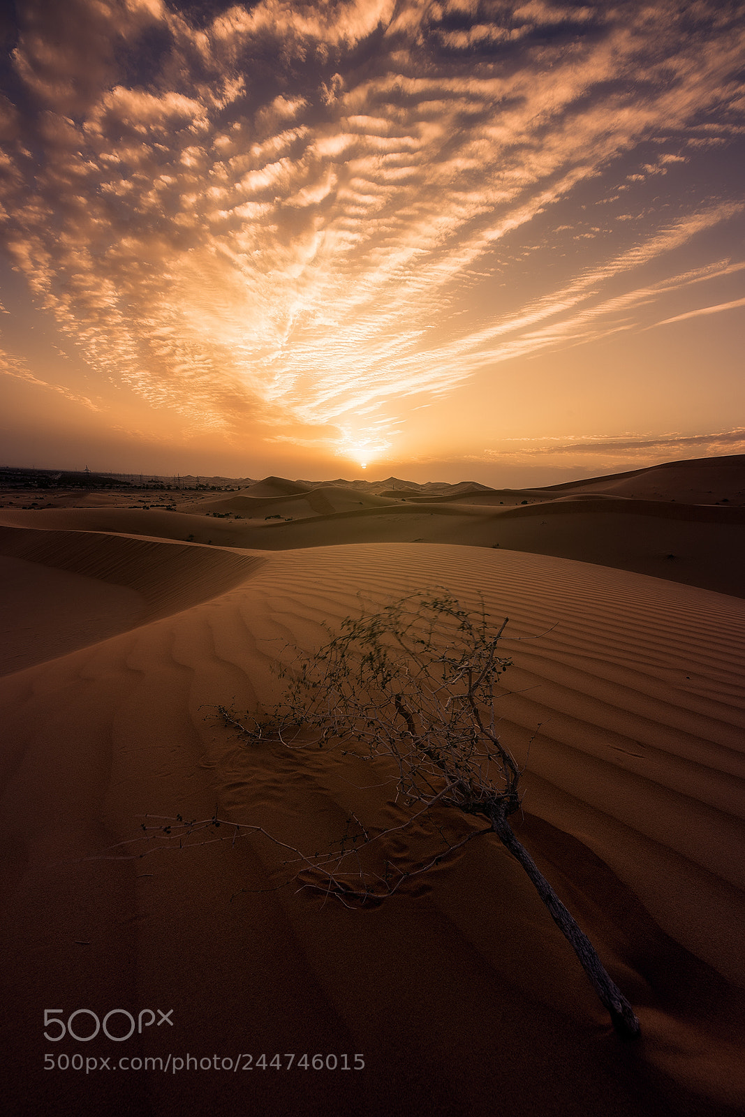Sony a7R III sample photo. Life from desert photography