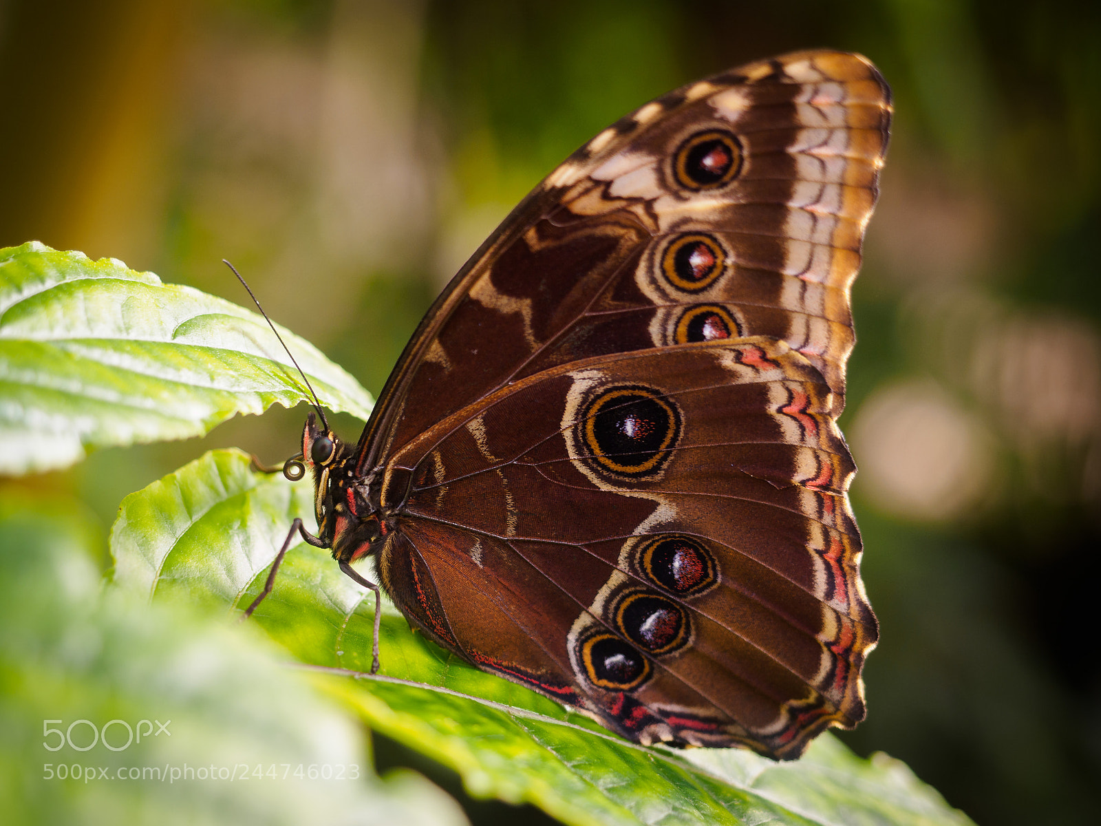 Olympus OM-D E-M10 II sample photo. Caligo memnon the owl photography