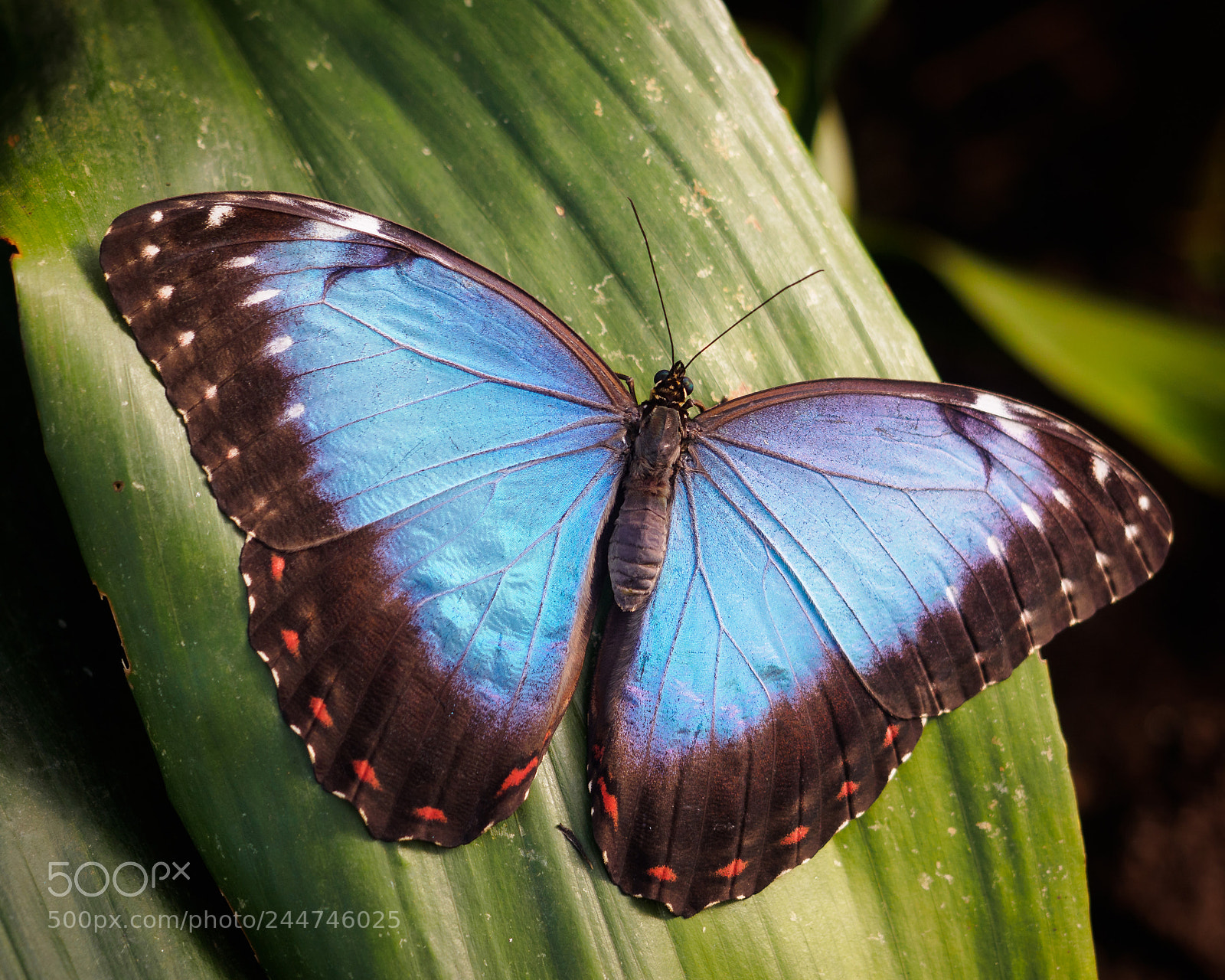 Olympus OM-D E-M10 II sample photo. Morpho peleides the blue photography