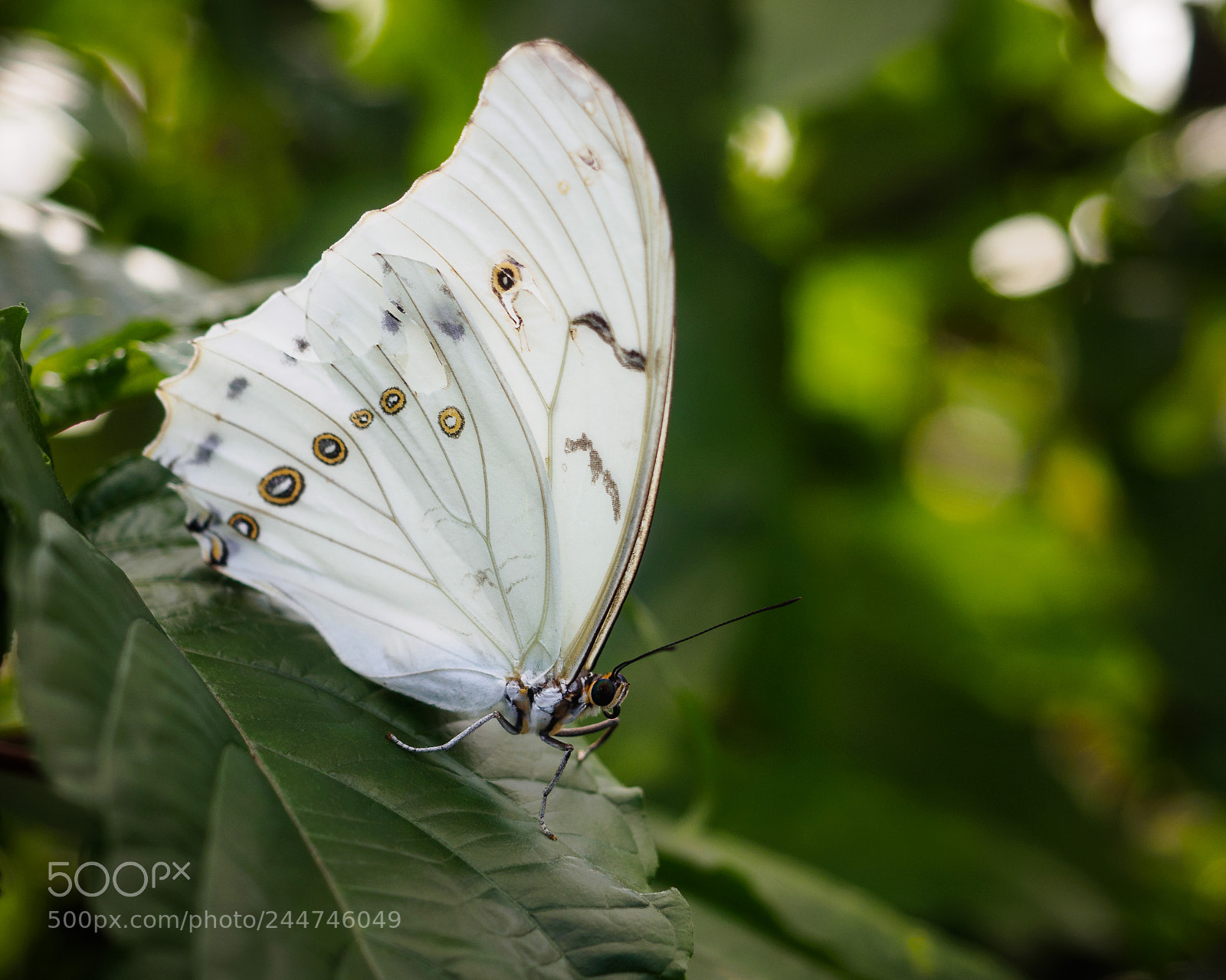 Olympus OM-D E-M10 II sample photo. Morpho polyphemus the white photography