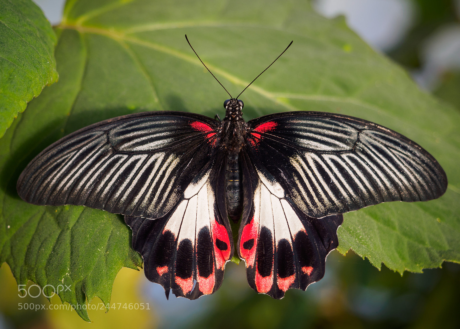 Olympus OM-D E-M10 II sample photo. Papilio polytes the common photography