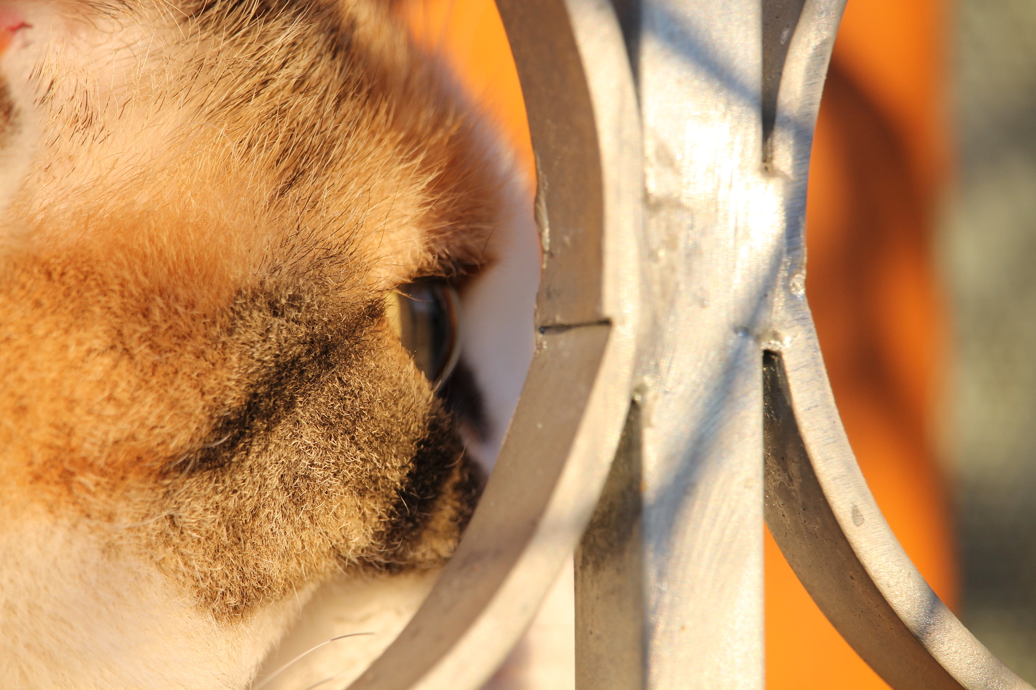 Canon EF-S 55-250mm F4-5.6 IS STM sample photo. Mindfulness photography
