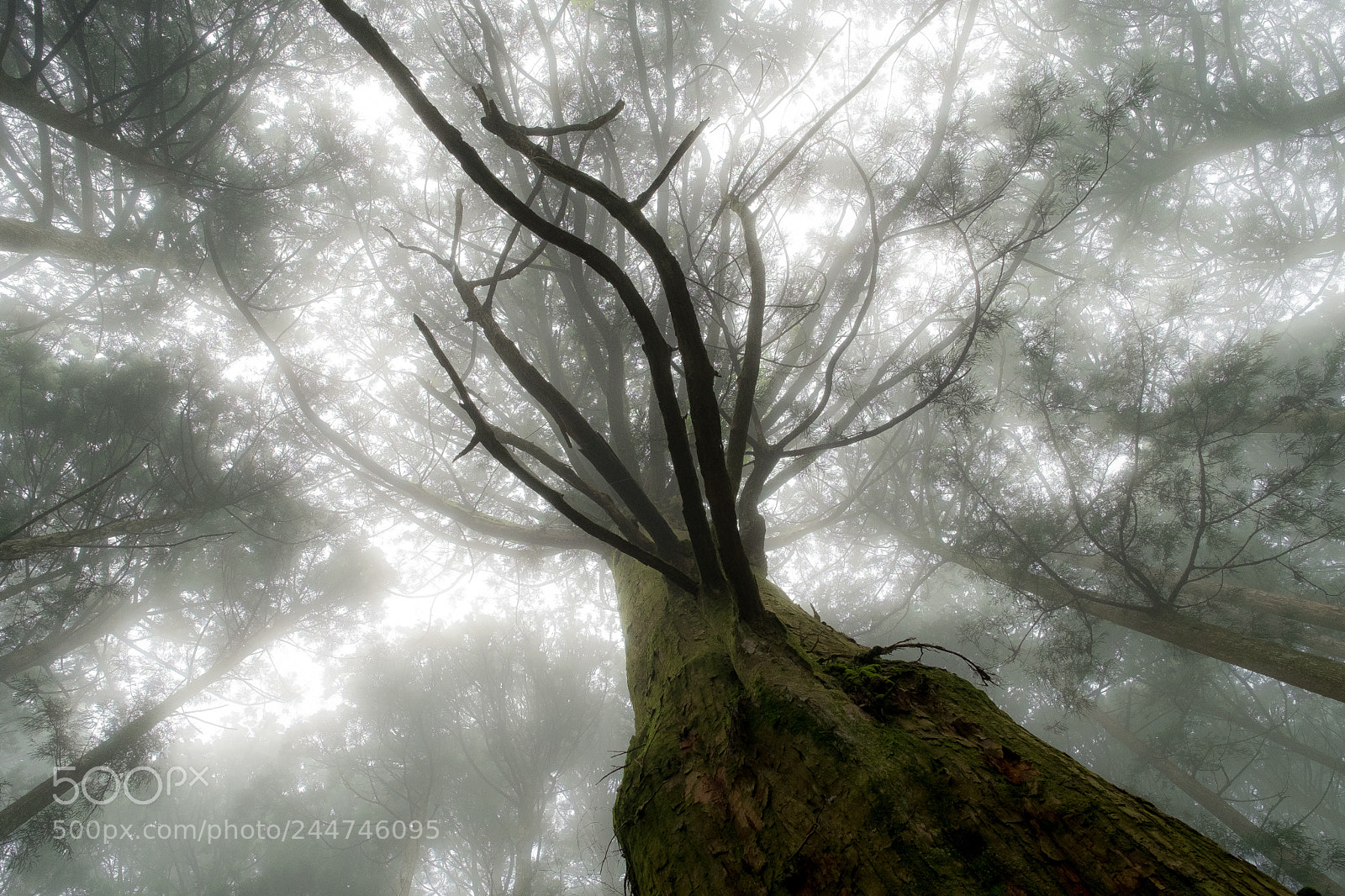 Fujifilm X-Pro1 sample photo. Mysterious forest (redux) photography