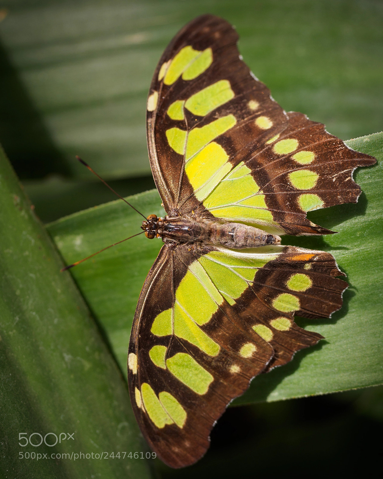 Olympus OM-D E-M10 II sample photo. Siproeta stelenes – the malachite photography