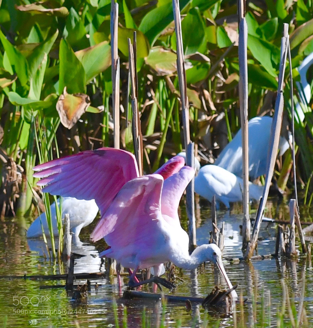 Nikon D5 sample photo. Dsc spoonbill wading birds photography