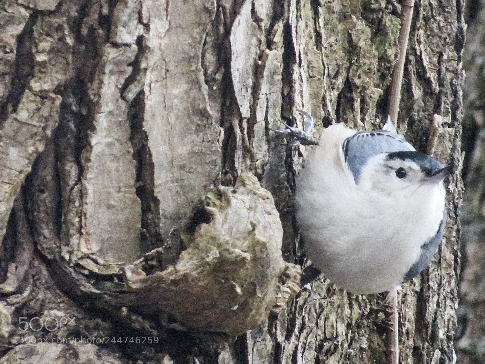 Canon PowerShot SX540 HS sample photo. He looked at me photography