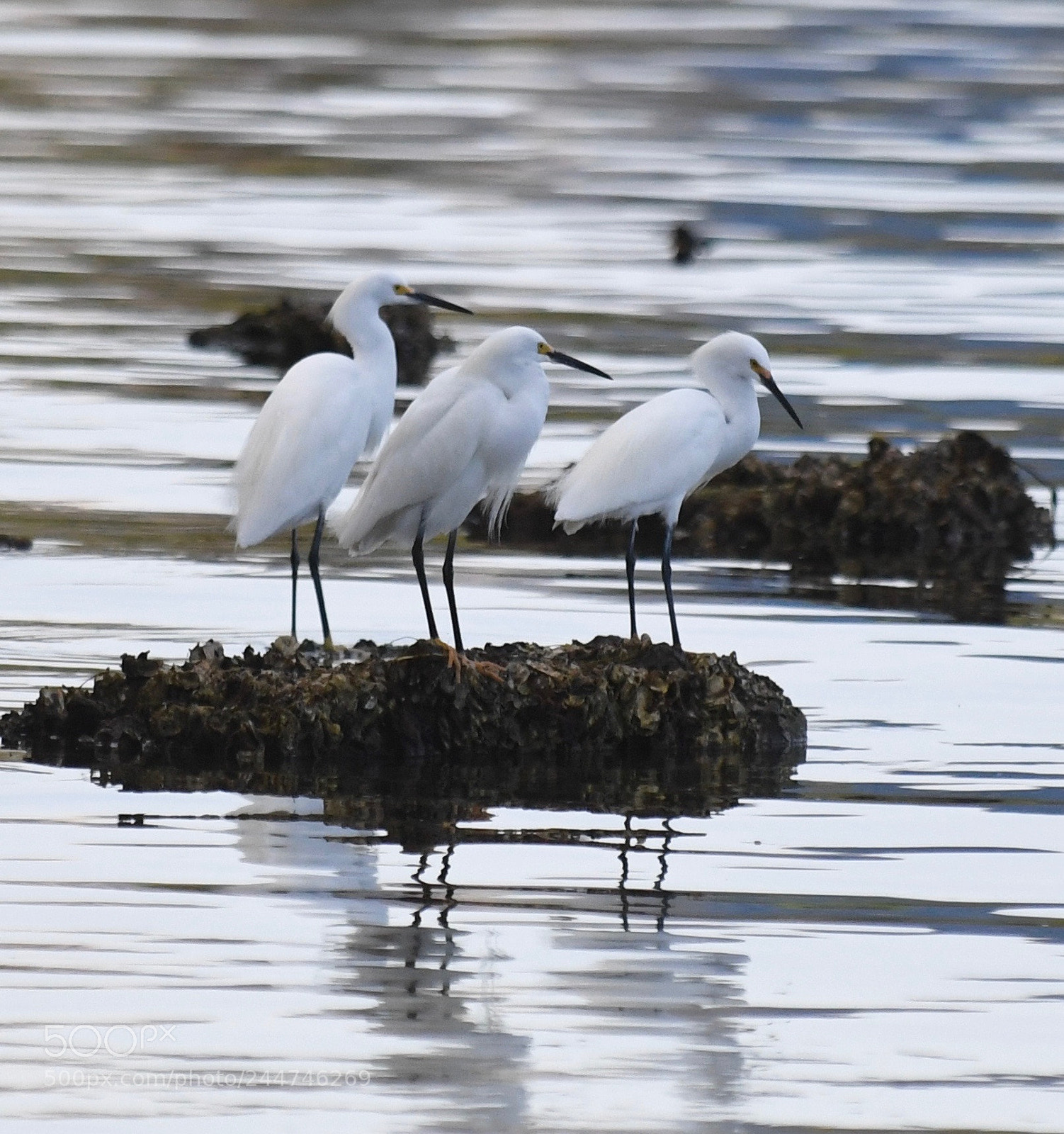 Nikon D5 sample photo. Dsc egrets wading birds photography