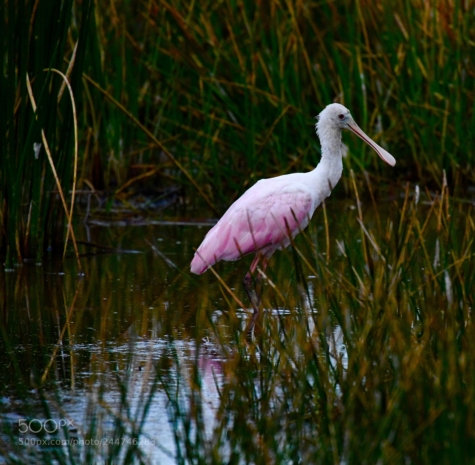 Nikon D5 sample photo. Copy spoonbill wading birds photography