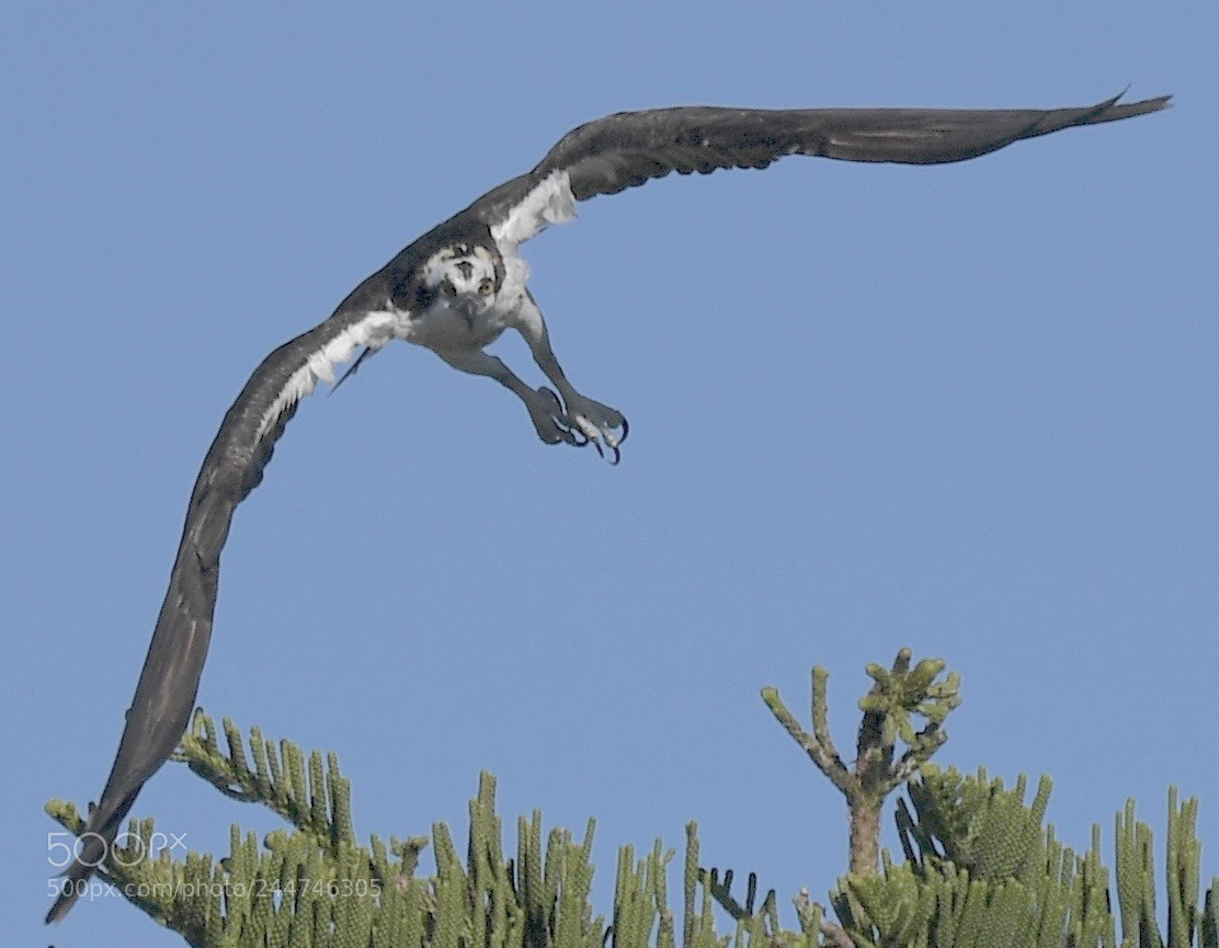 Nikon D5 sample photo. Dsc osprey birds of photography