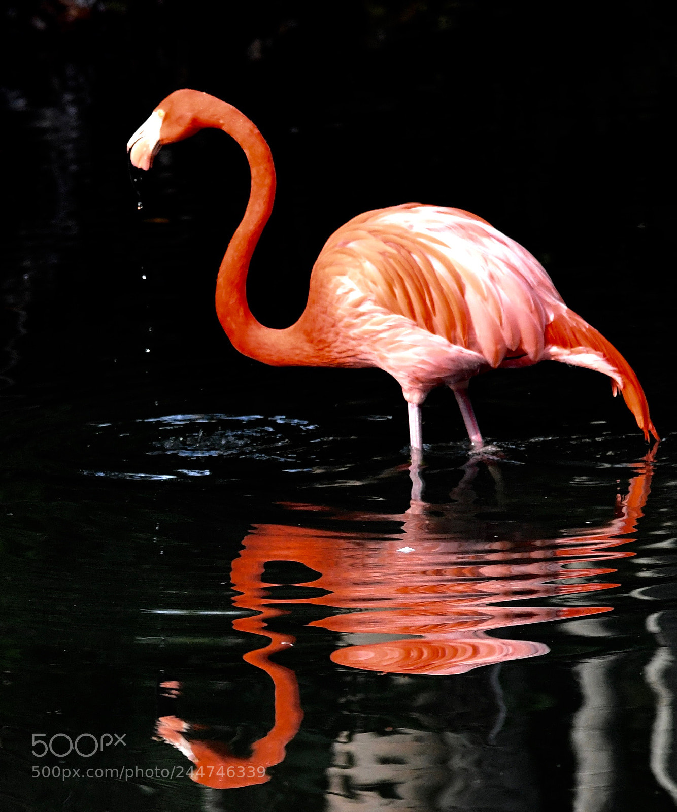 Nikon D5 sample photo. Dsc#flamingo #wildlife photography photography