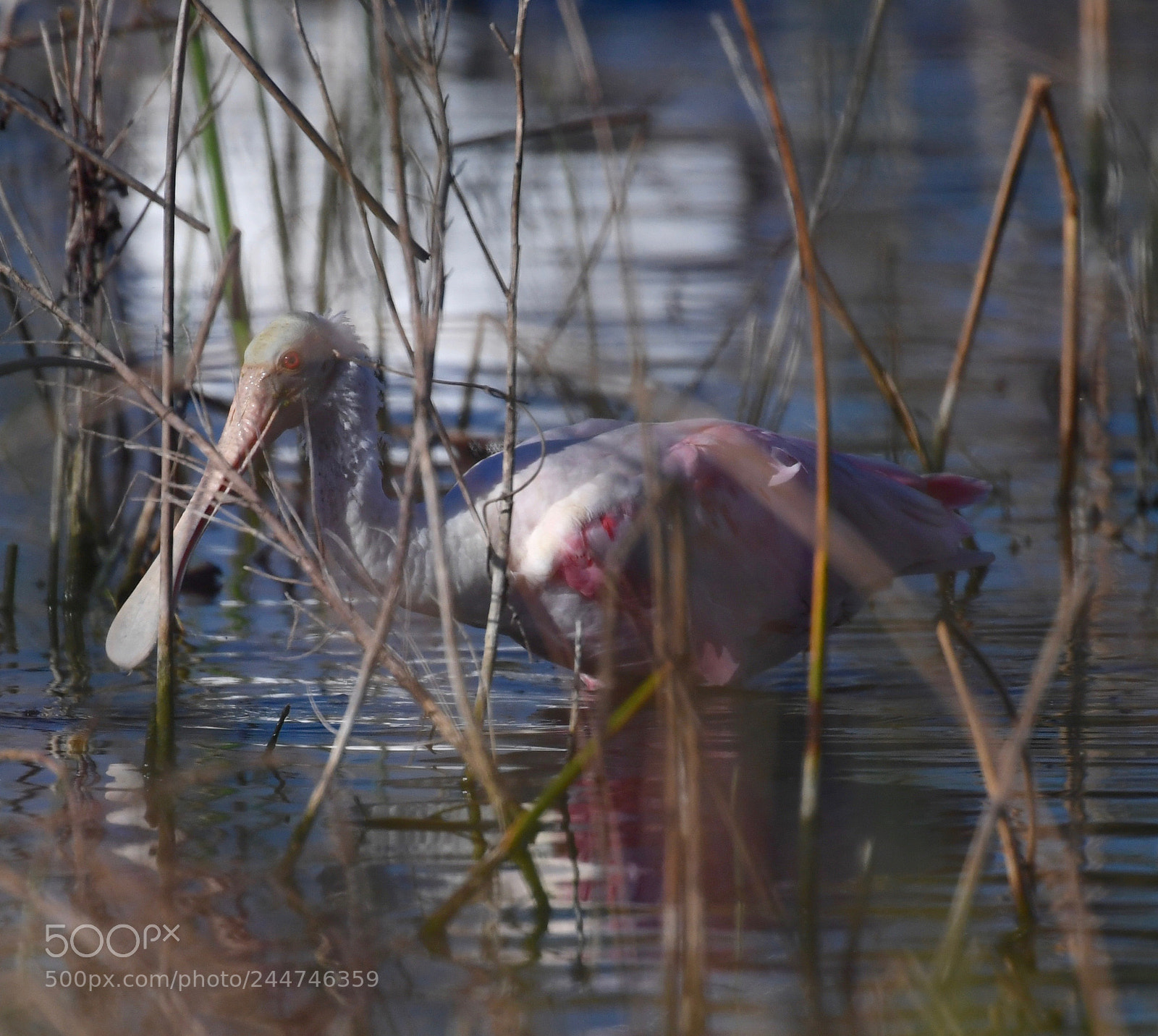 Nikon D5 sample photo. Dsc#spoonbill #wading birds photography