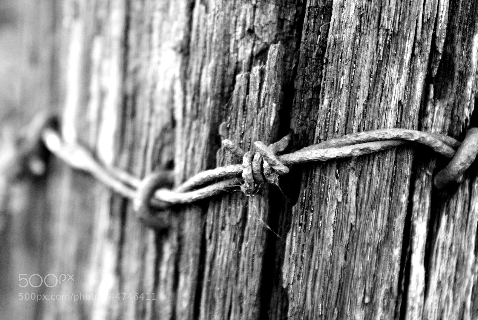 Sony Alpha DSLR-A200 sample photo. Barbed wire photography