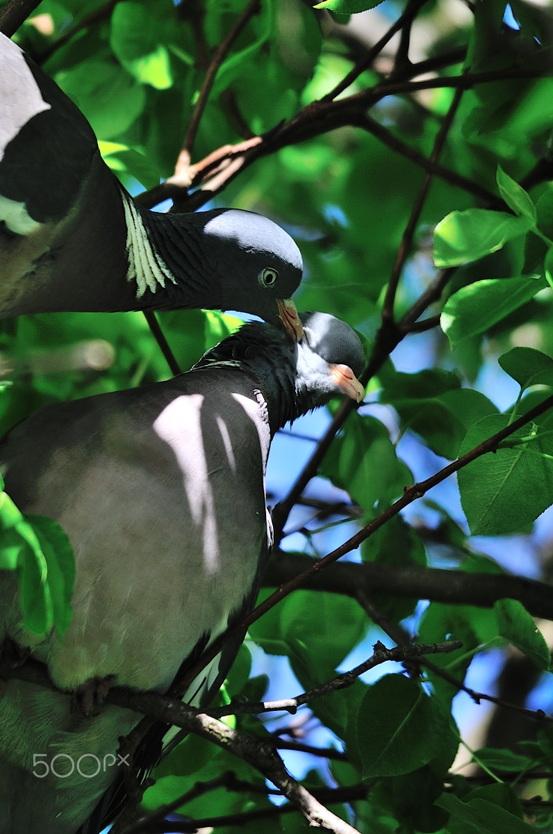 Nikon D700 + Sigma 150-500mm F5-6.3 DG OS HSM sample photo. This kiss photography