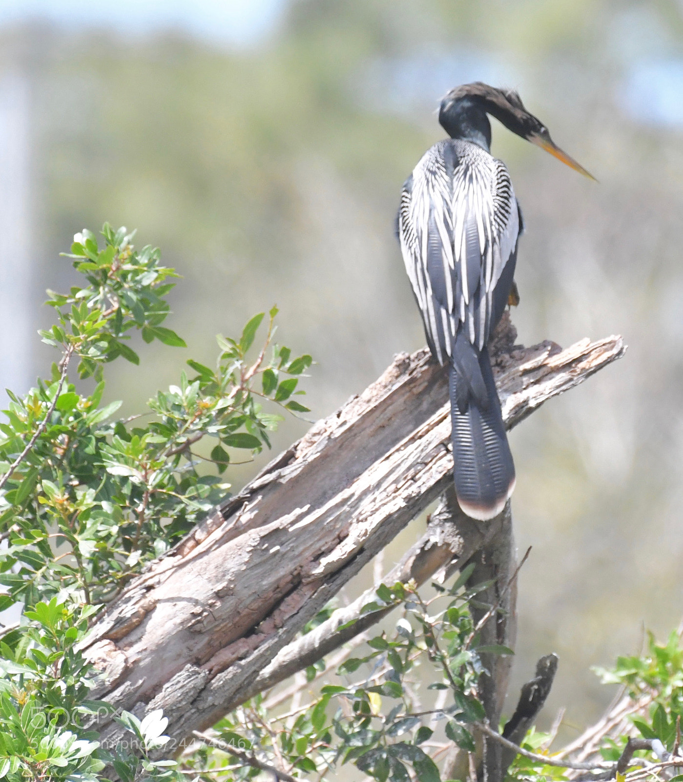 Nikon D5 sample photo. Dsc #anhinga #wildlife photography photography