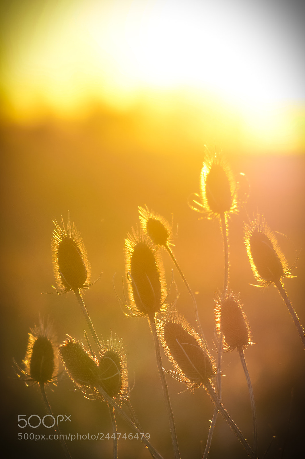 Sony SLT-A57 sample photo. Burr weed photography