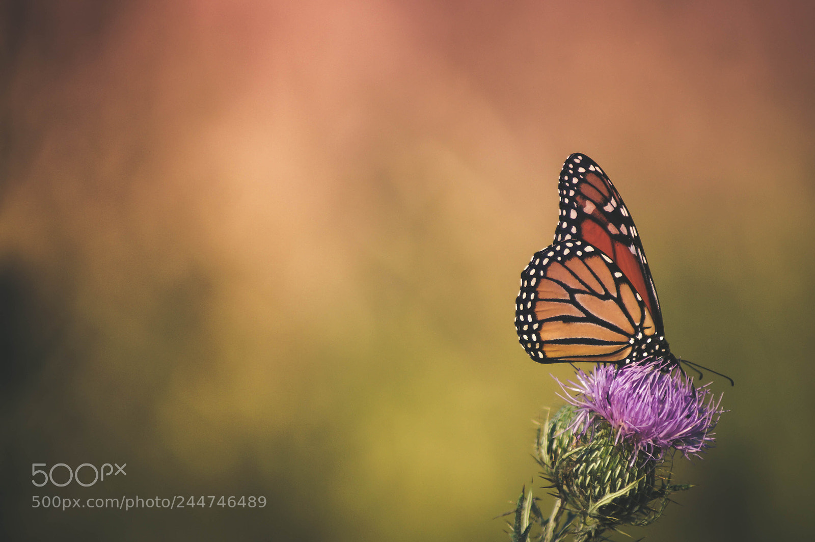 Sony SLT-A57 sample photo. Butterfly photography