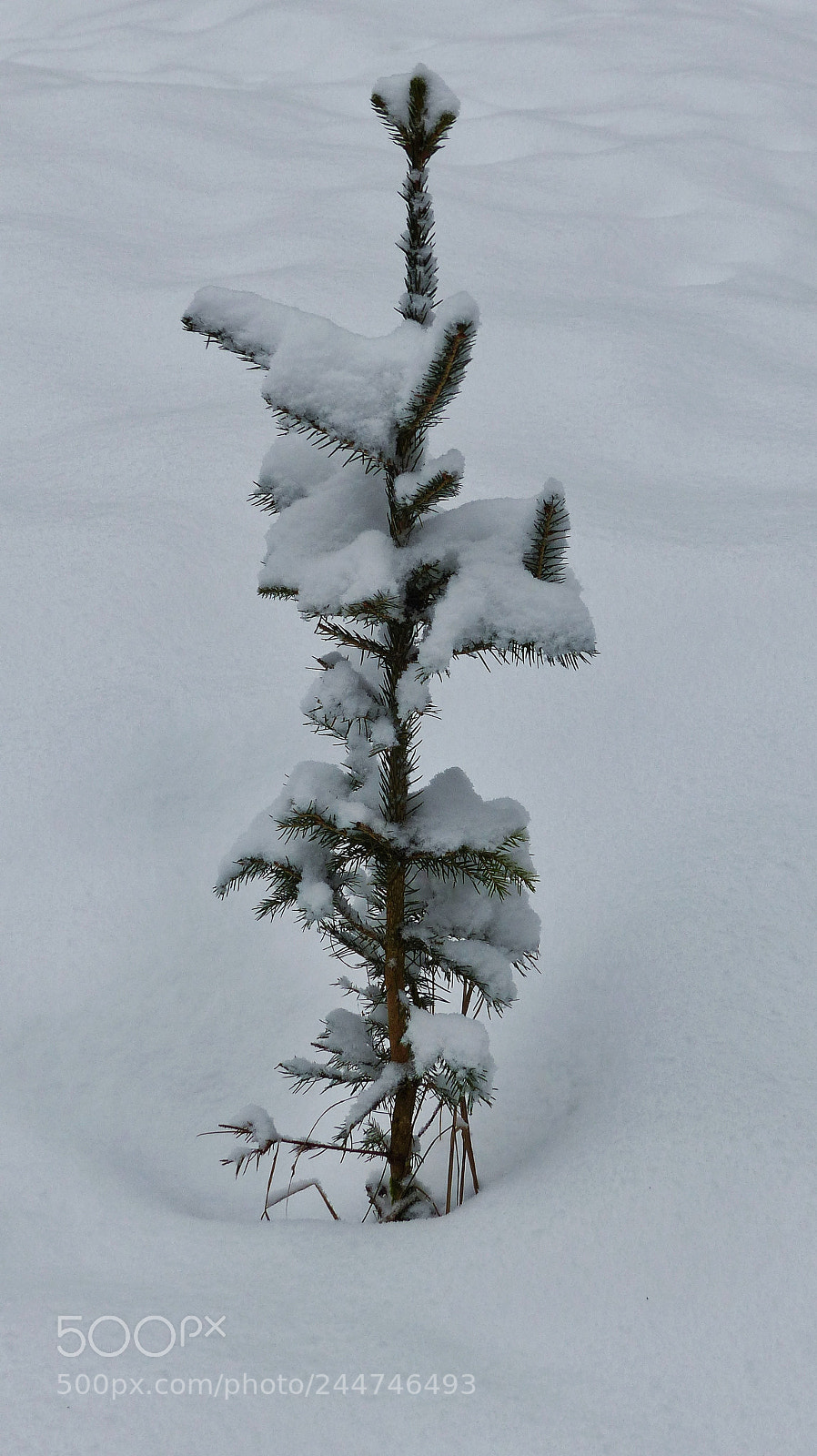 Panasonic Lumix DMC-FZ200 sample photo. My christmas tree 2023. photography