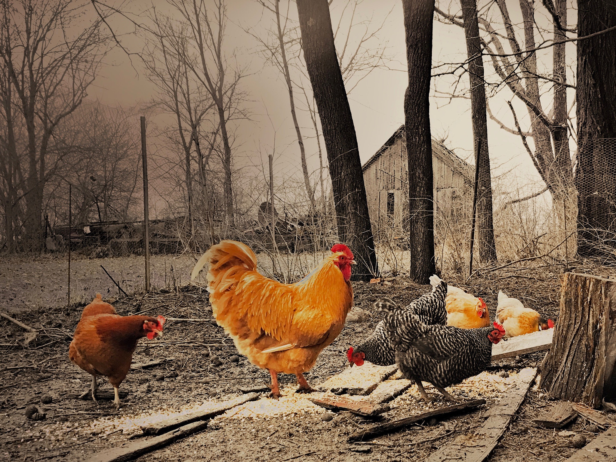 Hipstamatic 331 sample photo. Chickens of oz photography