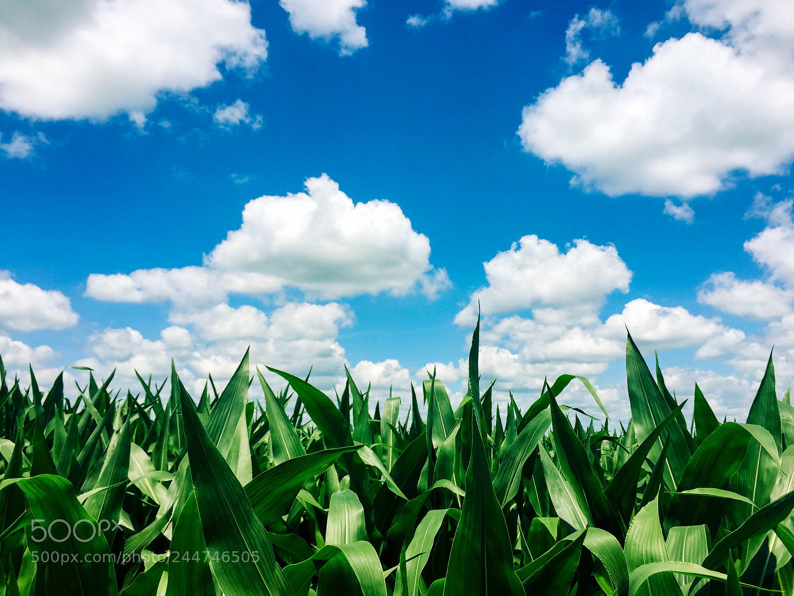 Apple iPhone 6 sample photo. Clouds and corn photography