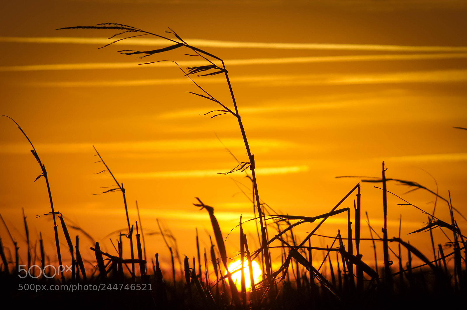 Sony SLT-A57 sample photo. Corn stalks and sun photography