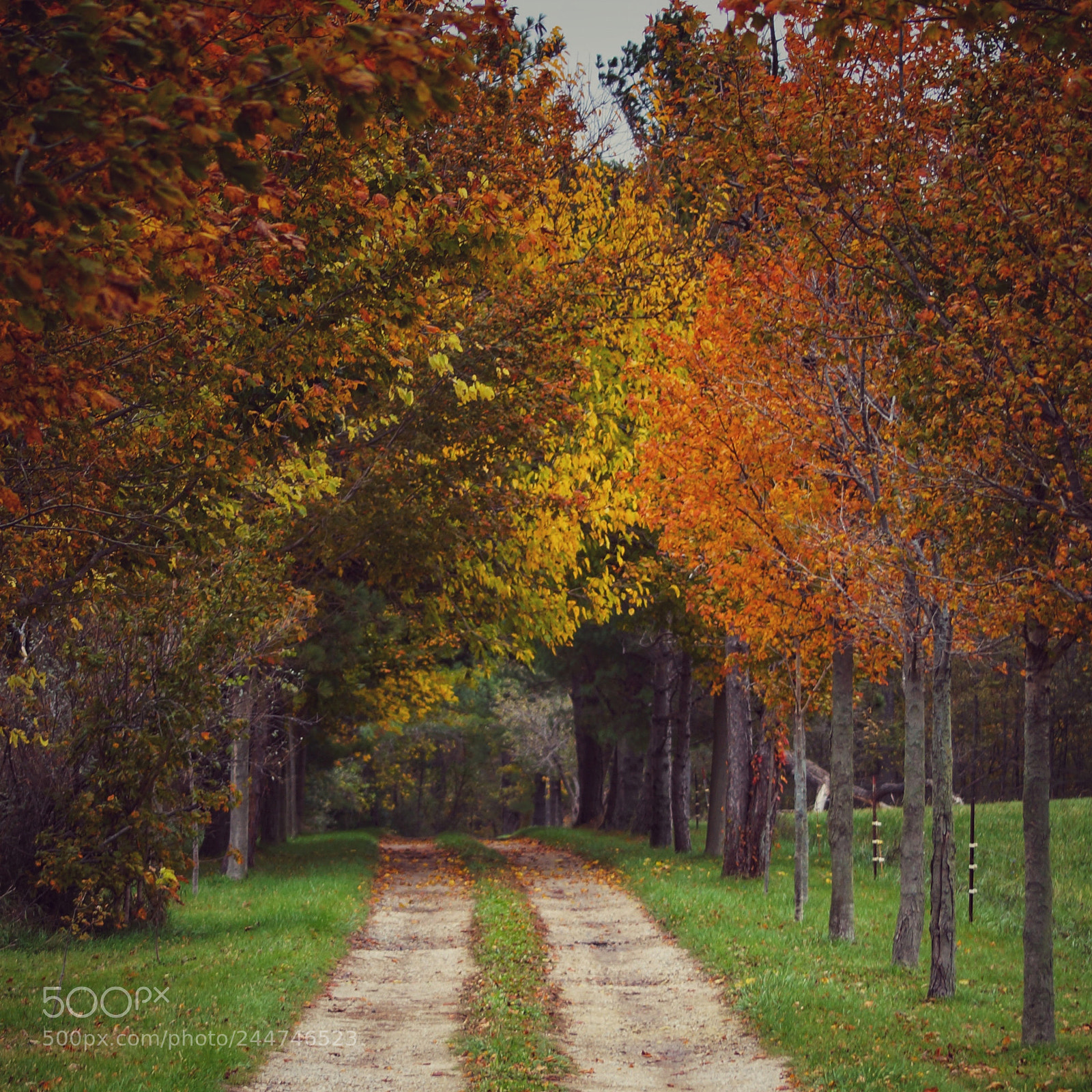 Sony SLT-A57 sample photo. Country lane photography