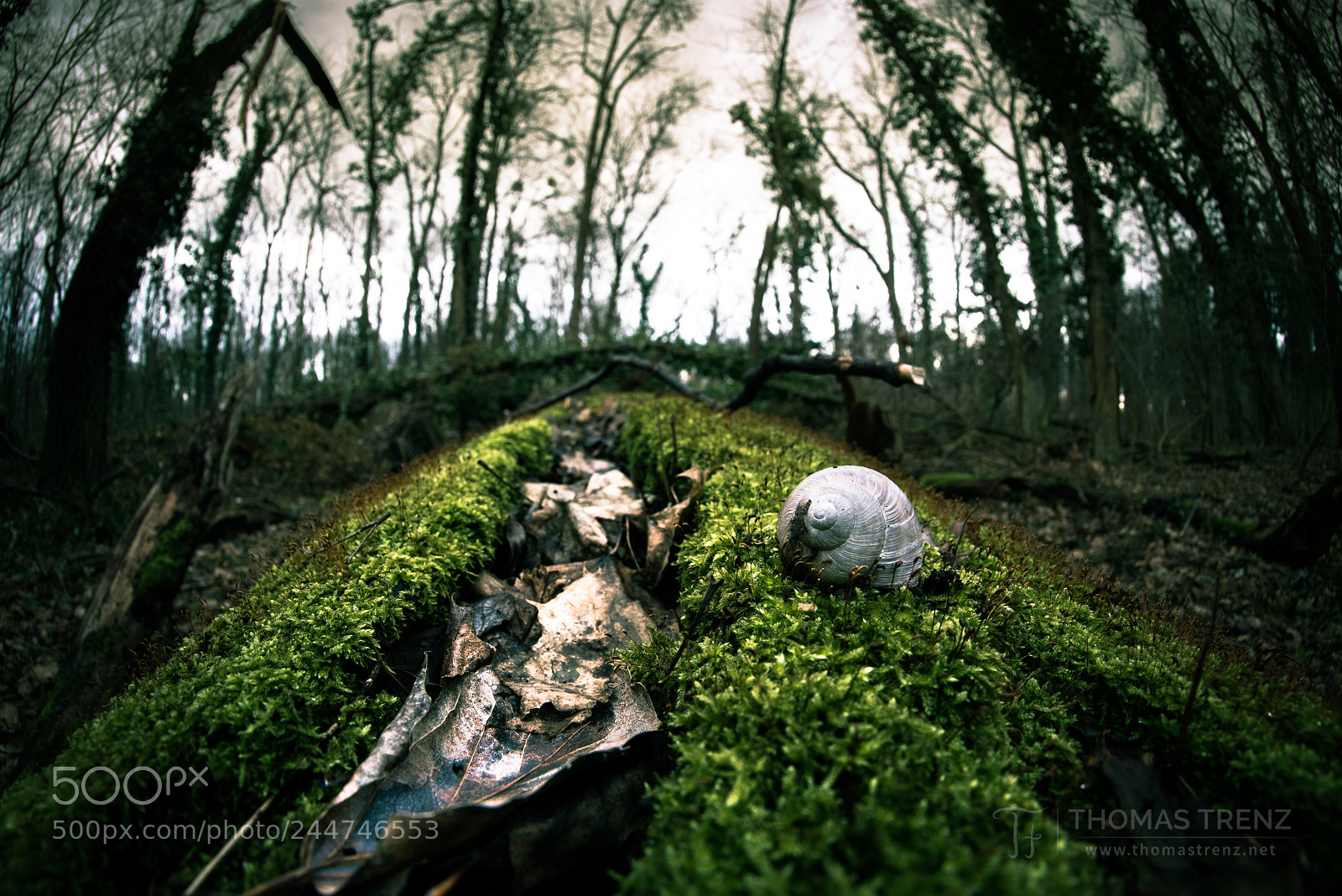 Nikon D600 sample photo. Forest house photography